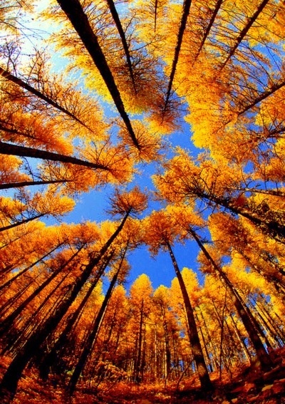 autumn-pictures-trees